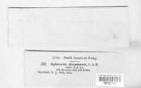 Image of Exarmidium diaphanum